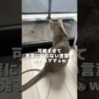 【可愛い子猫】 お外が気になって仕方ない好奇心旺盛なシンガプーラ #shorts #子ネコ #猫のいる生活