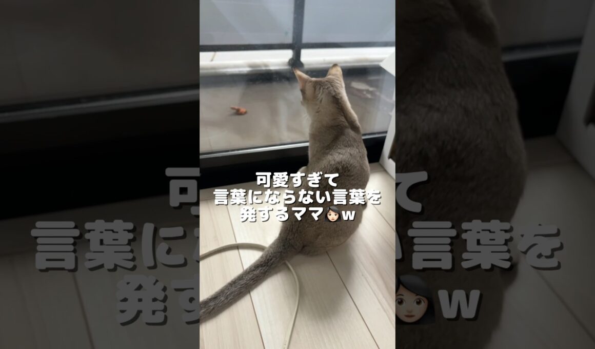 【可愛い子猫】 お外が気になって仕方ない好奇心旺盛なシンガプーラ #shorts #子ネコ #猫のいる生活