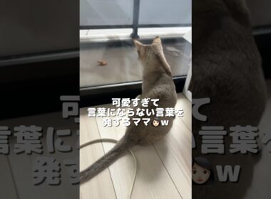 【可愛い子猫】 お外が気になって仕方ない好奇心旺盛なシンガプーラ #shorts #子ネコ #猫のいる生活