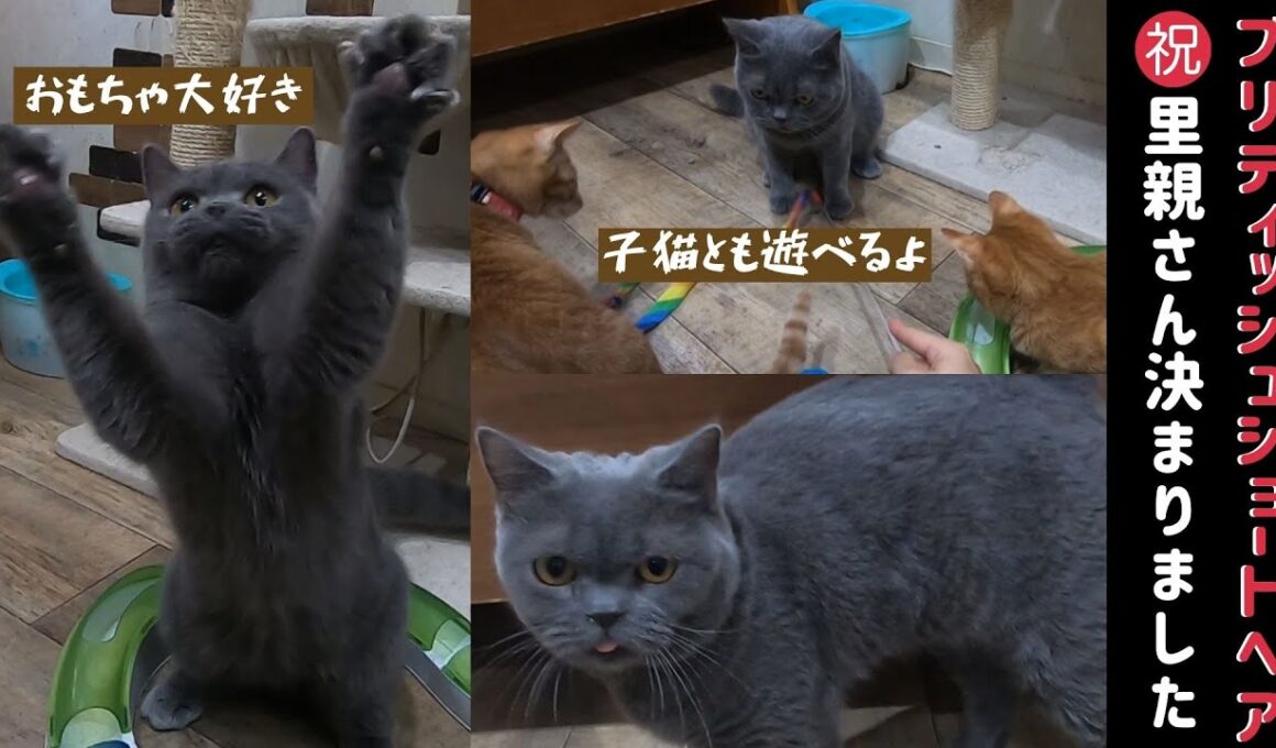里親さんが決まったブリティッシュショートヘア、子猫とも一緒に遊べるよ【保護猫カフェ】
