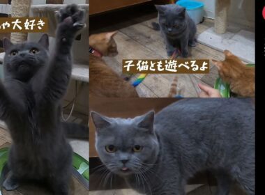 里親さんが決まったブリティッシュショートヘア、子猫とも一緒に遊べるよ【保護猫カフェ】