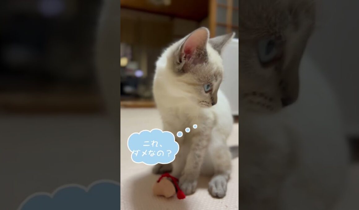 RUMちゃん総集編その5。 #シャムトラ #シャムトラミックス #猫のいる暮らし