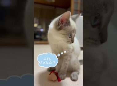 RUMちゃん総集編その5。 #シャムトラ #シャムトラミックス #猫のいる暮らし