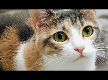 「猫と魚」：日本文化と暮らしに見る、猫と魚の深い関係