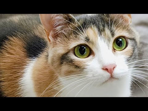 「猫と魚」：日本文化と暮らしに見る、猫と魚の深い関係