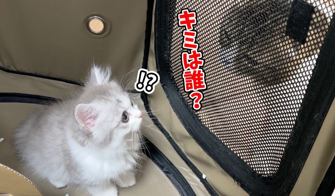 【子猫が家にやってきて2日目】ケージ越し先住猫と会わせてみたらこうなった…汗