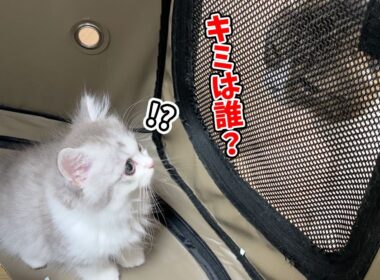 【子猫が家にやってきて2日目】ケージ越し先住猫と会わせてみたらこうなった…汗