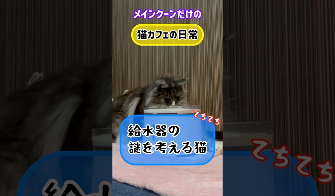 メインクーンだけの【猫カフェの日常】#給水器#cooncat #mainecat #考える猫