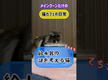 メインクーンだけの【猫カフェの日常】#給水器#cooncat #mainecat #考える猫