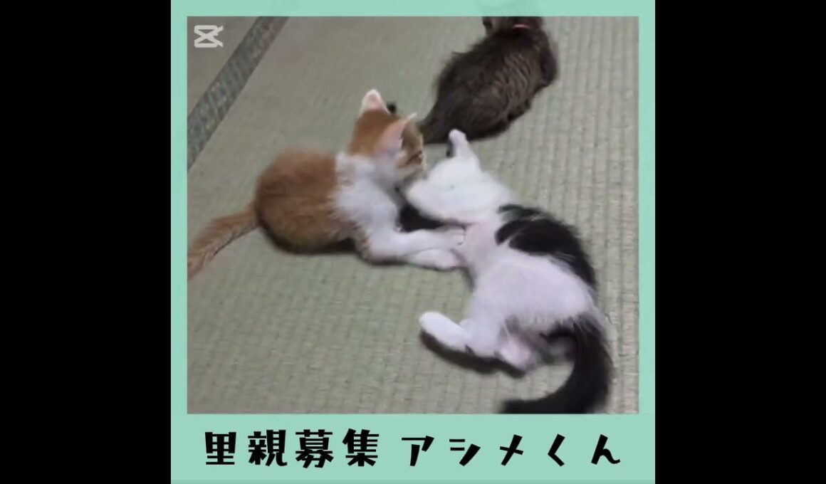 里親募集半ハチワレアシメくん