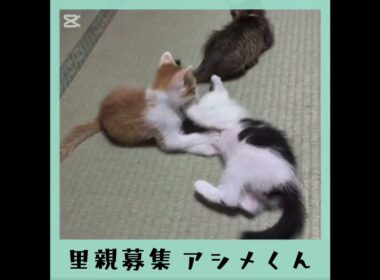 里親募集半ハチワレアシメくん