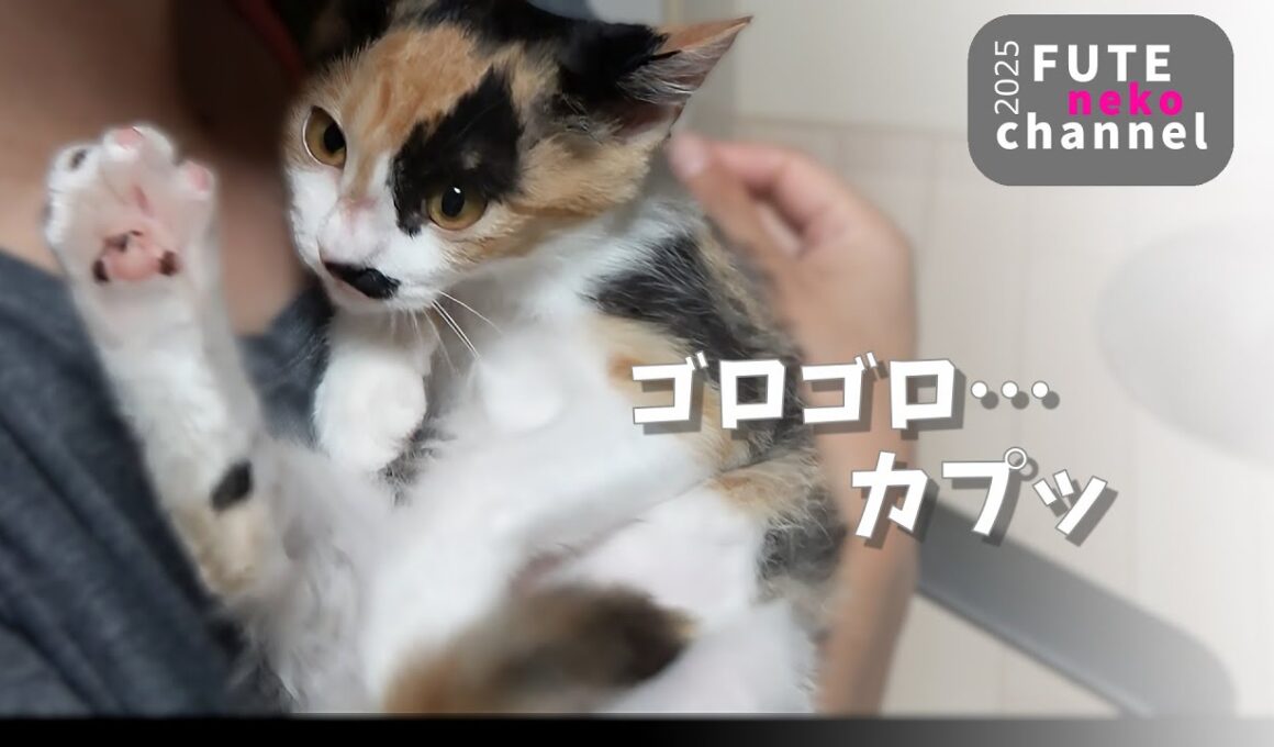 甘えん坊の子猫のゴロゴロ大音量【保護子猫】