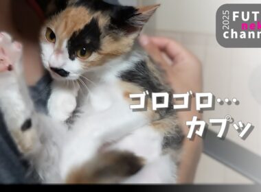 甘えん坊の子猫のゴロゴロ大音量【保護子猫】