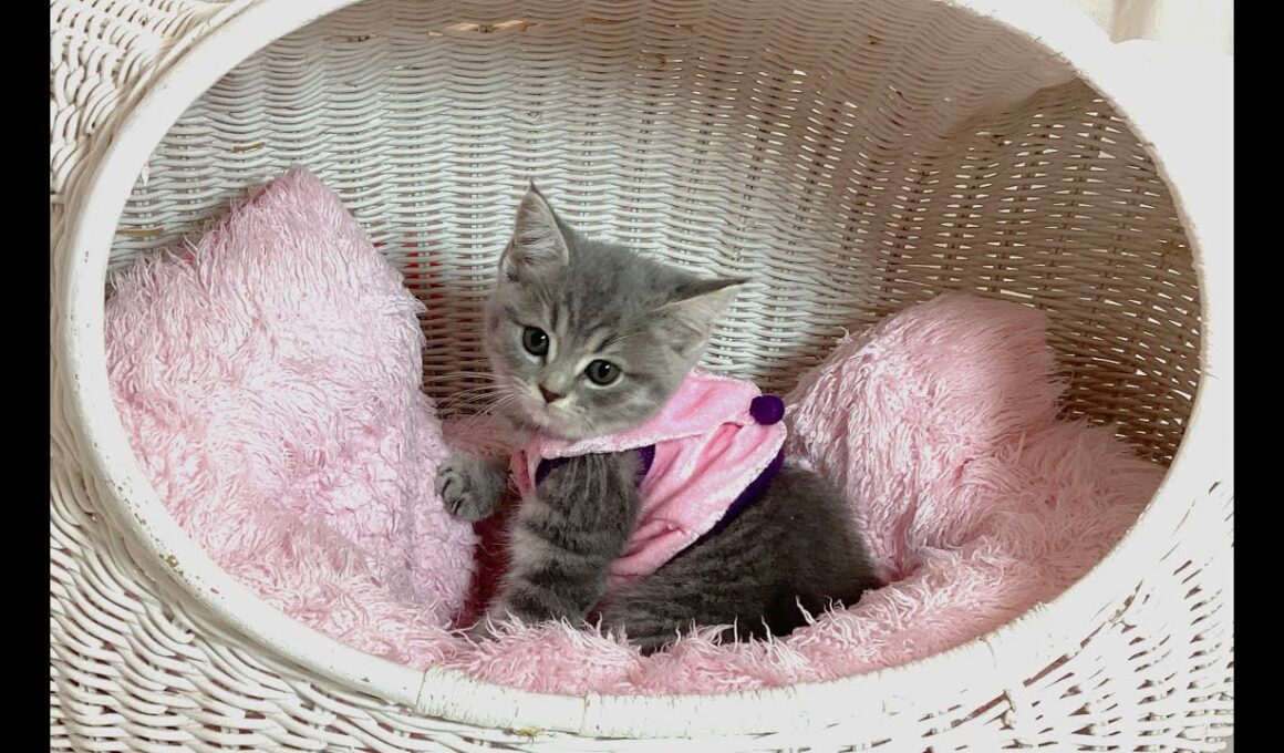 ☆中山店☆スコティッシュフォールド☆10/18新しいお家が決まりました♪