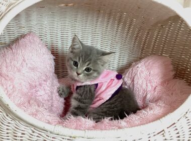 ☆中山店☆スコティッシュフォールド☆10/18新しいお家が決まりました♪