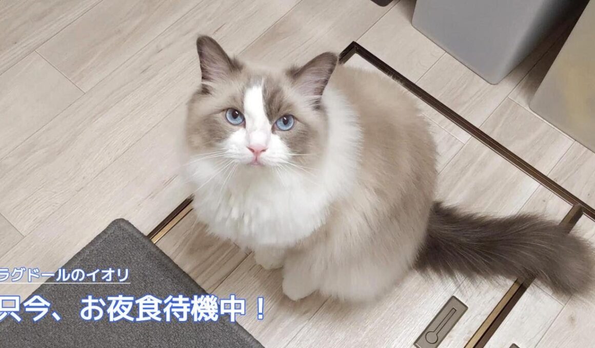 【ラグドール】只今、お夜食待機中！