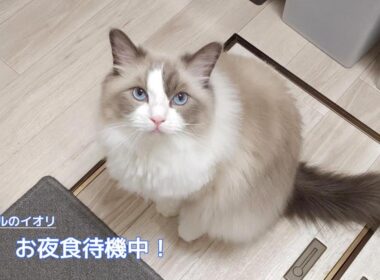 【ラグドール】只今、お夜食待機中！