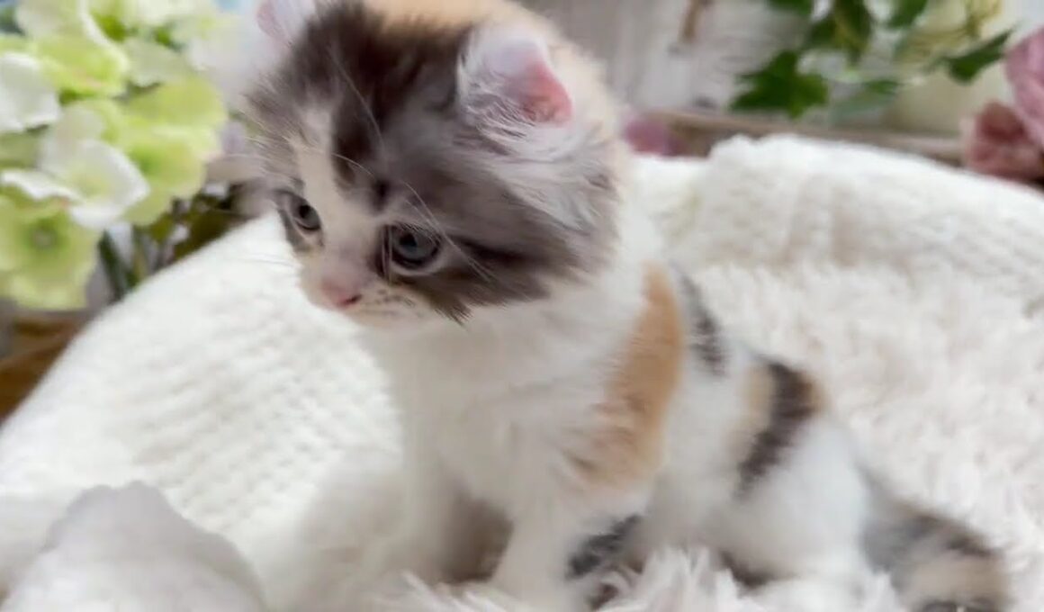 アメリカンカール　女の子