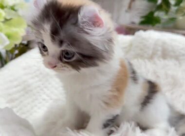 アメリカンカール　女の子