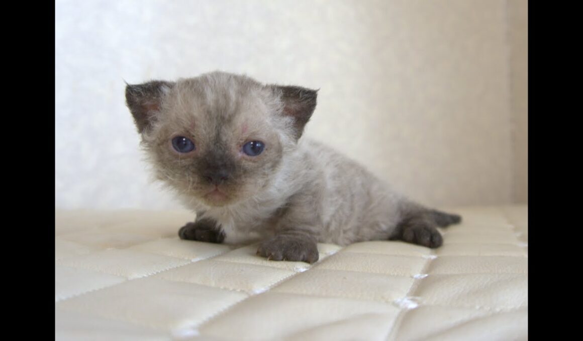 セルカークレックス子猫　Selkirk Rex　2025.９.26産まれ　シールポイント　巻き毛　女の子　シーダキャット猫のお店