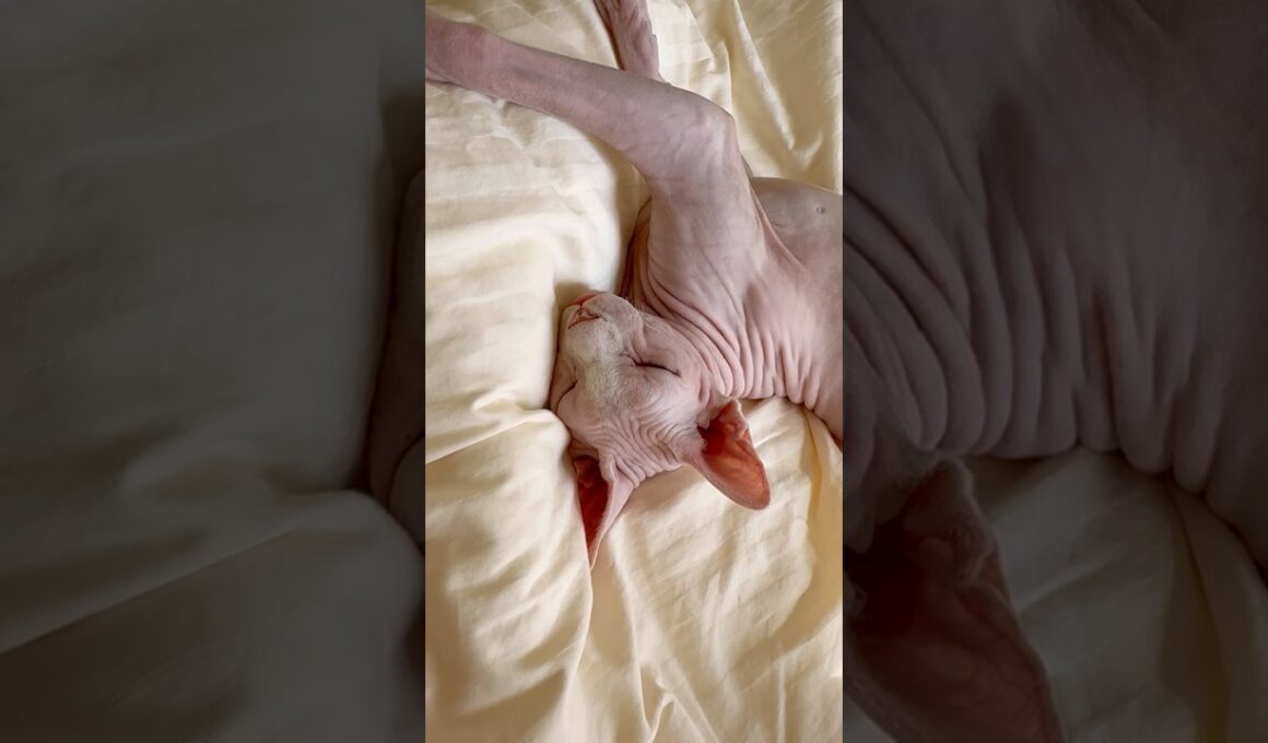 舌を出したまま眠る猫アレクサンドラ【スフィンクス】