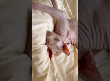 舌を出したまま眠る猫アレクサンドラ【スフィンクス】