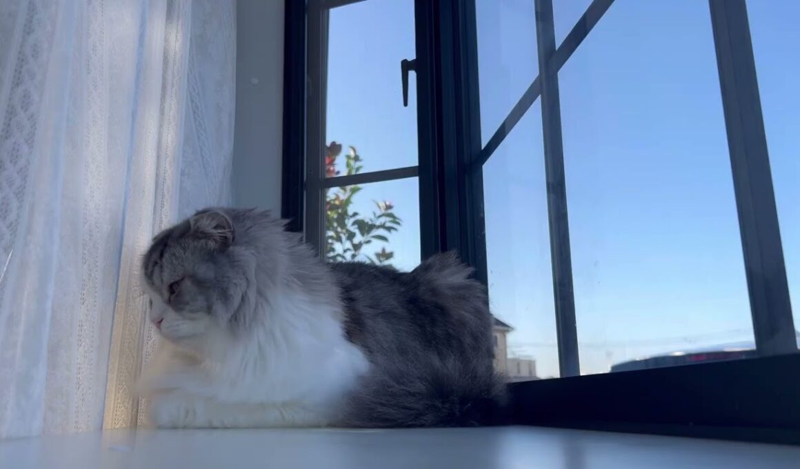 可愛いね😍#スコティッシュフォールド #おうちゃん  #cat#Sukotisshufōrudo#猫猫#बिल्ली#ねこ#kat#paka#kucing#たっくんたっくん