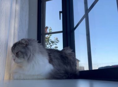 可愛いね😍#スコティッシュフォールド #おうちゃん  #cat#Sukotisshufōrudo#猫猫#बिल्ली#ねこ#kat#paka#kucing#たっくんたっくん