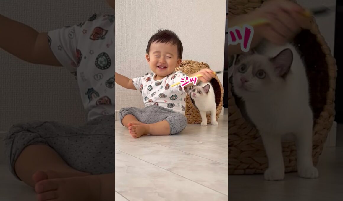 赤ちゃんと子猫のじゃれあい💓 #1歳 #保護猫 #ラグドール #baby  #cat