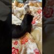 シャムの子ネコ雫。キジシロのルルに甘えたかったが、ルル、去った後、黒猫の子ネコ黒夢と一緒に、ネコジャラシ