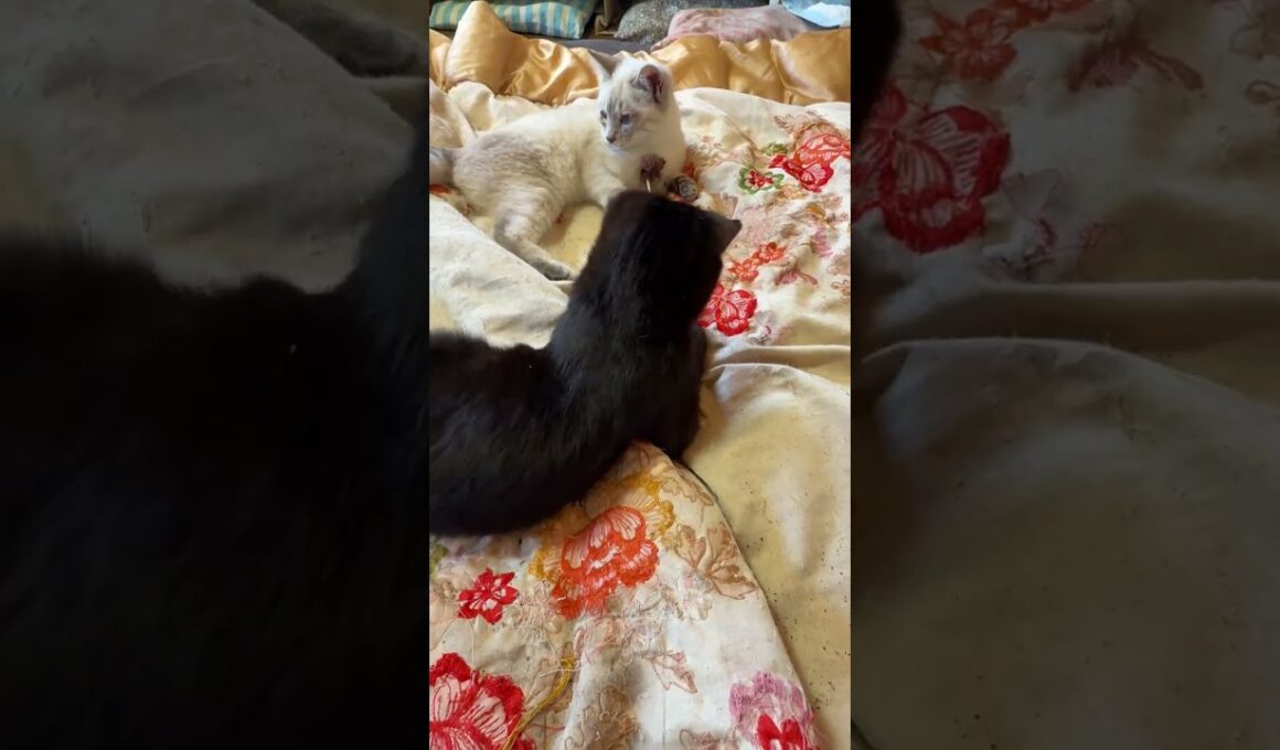 シャムの子ネコ雫。キジシロのルルに甘えたかったが、ルル、去った後、黒猫の子ネコ黒夢と一緒に、ネコジャラシ