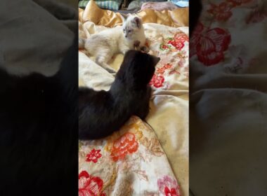 シャムの子ネコ雫。キジシロのルルに甘えたかったが、ルル、去った後、黒猫の子ネコ黒夢と一緒に、ネコジャラシ