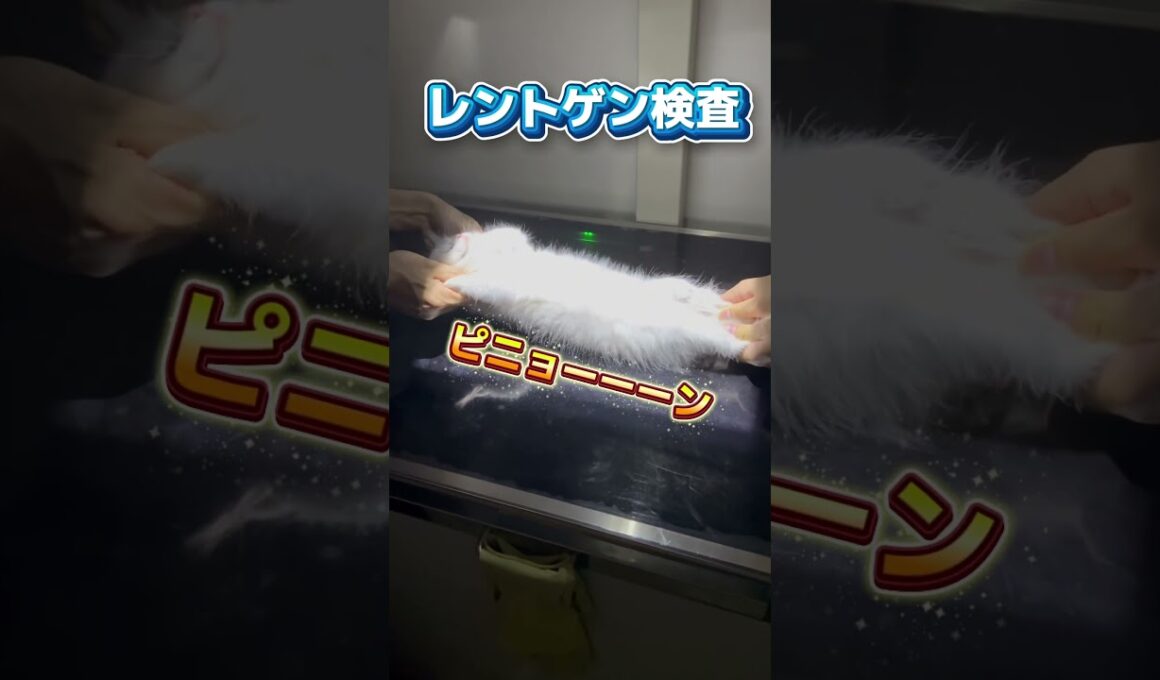 右目が開きづらくてぐったりしてる2ヶ月のラグドールが動物病院にやって来た！