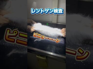 右目が開きづらくてぐったりしてる2ヶ月のラグドールが動物病院にやって来た！