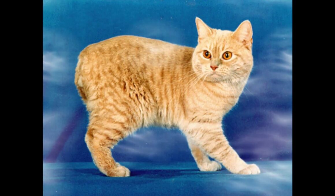 Manx Cat and Kittens | History of This Charming Breed