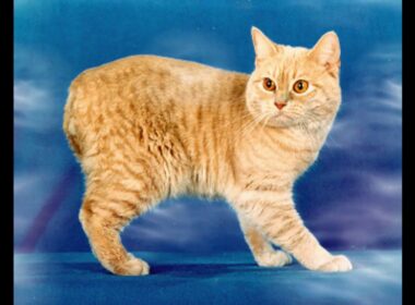 Manx Cat and Kittens | History of This Charming Breed