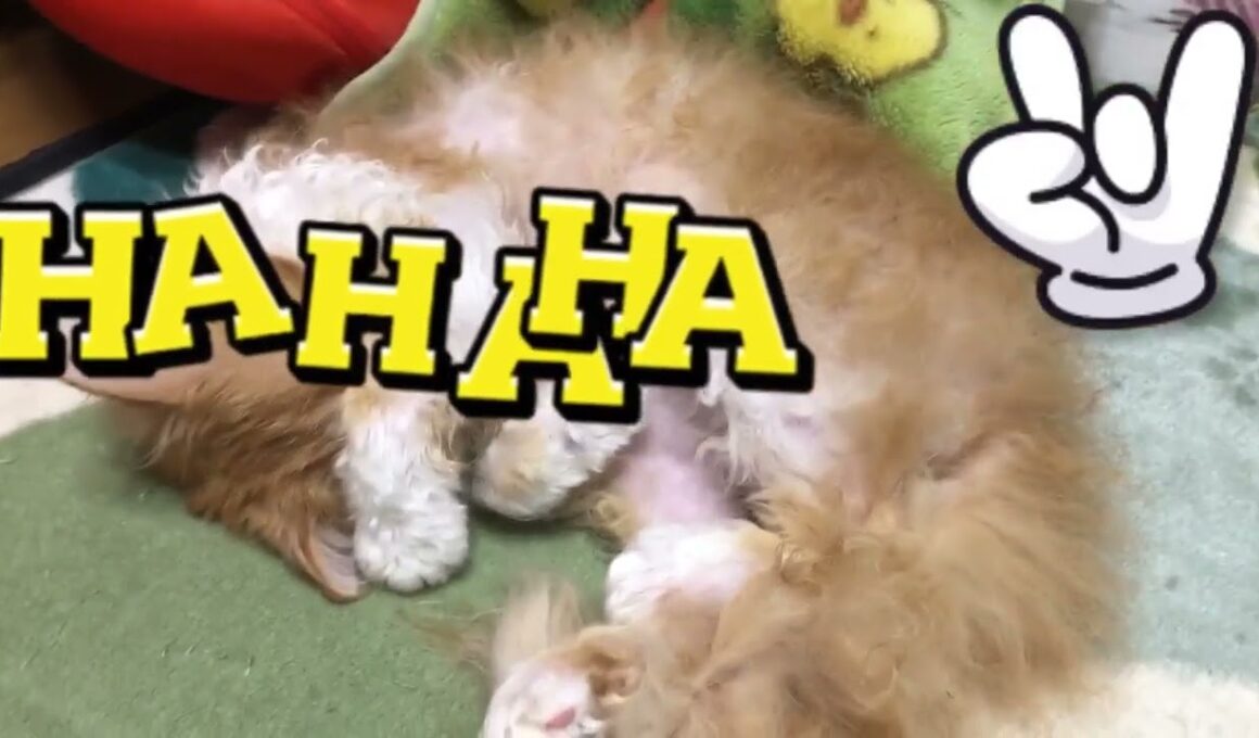 Plotting World Domination Dream Edition｜夢の中で世界征服会議中💚❣️🩷#cat #America #LaPerm #twirls #rare #cute