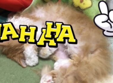 Plotting World Domination Dream Edition｜夢の中で世界征服会議中💚❣️🩷#cat #America #LaPerm #twirls #rare #cute