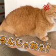 容赦なく触ろうとしてくる姉に怒った猫が猫パンチ連発しました…