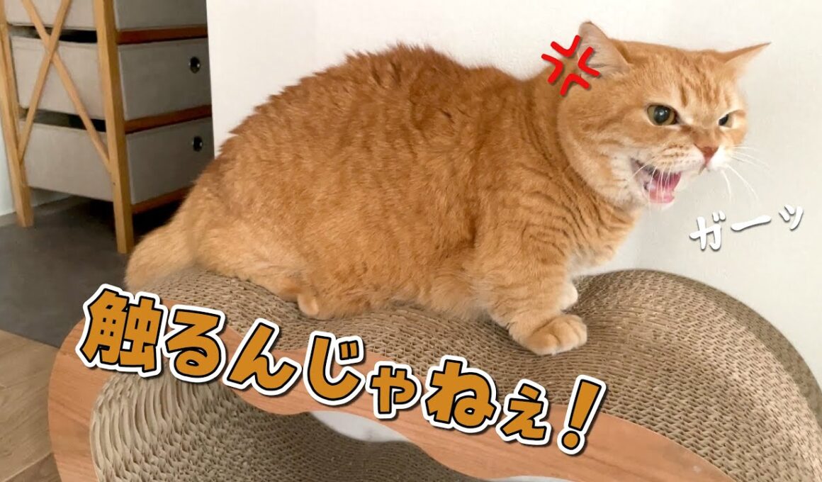 容赦なく触ろうとしてくる姉に怒った猫が猫パンチ連発しました…
