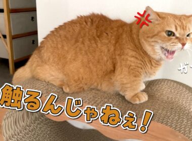 容赦なく触ろうとしてくる姉に怒った猫が猫パンチ連発しました…