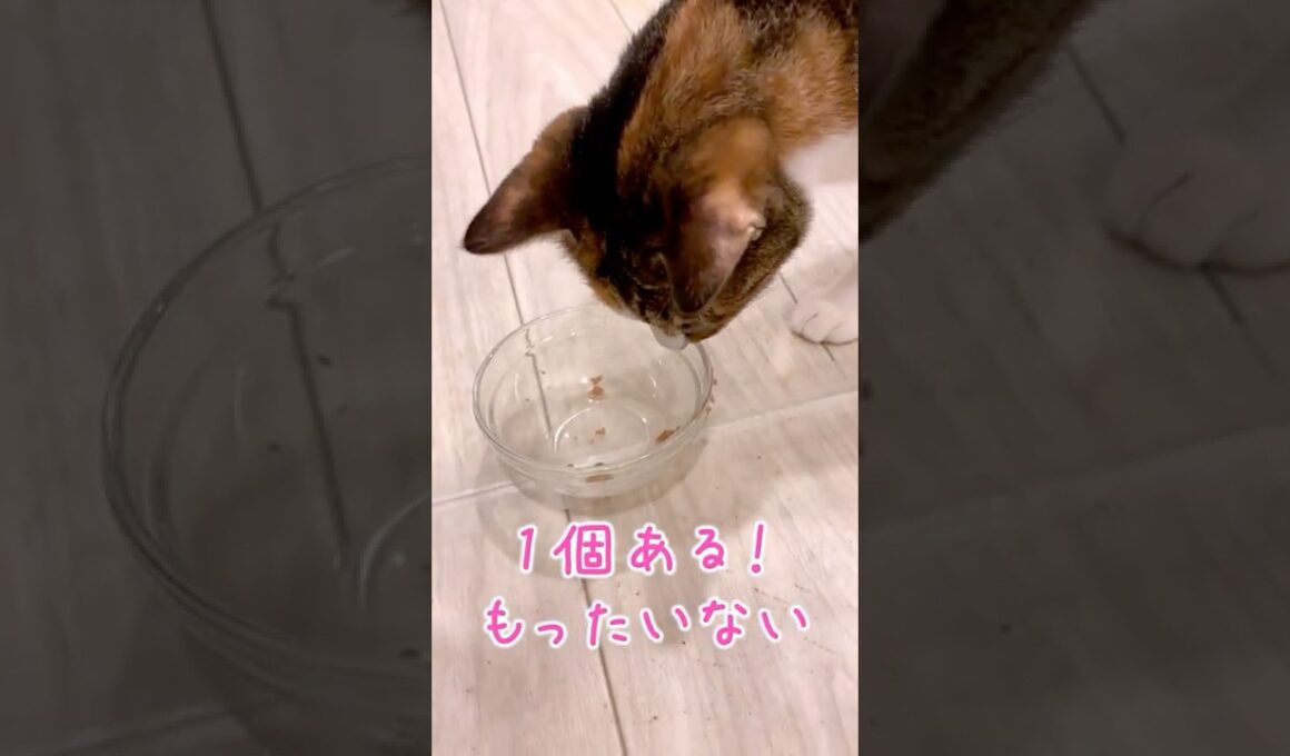 食品ロス撲滅のダブルチェック【関西弁をしゃべる猫】