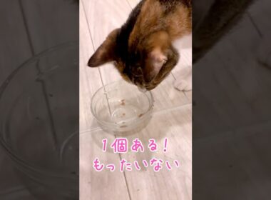 食品ロス撲滅のダブルチェック【関西弁をしゃべる猫】