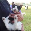 生まれて初めて公園でお散歩したら子猫がこうなっちゃいました