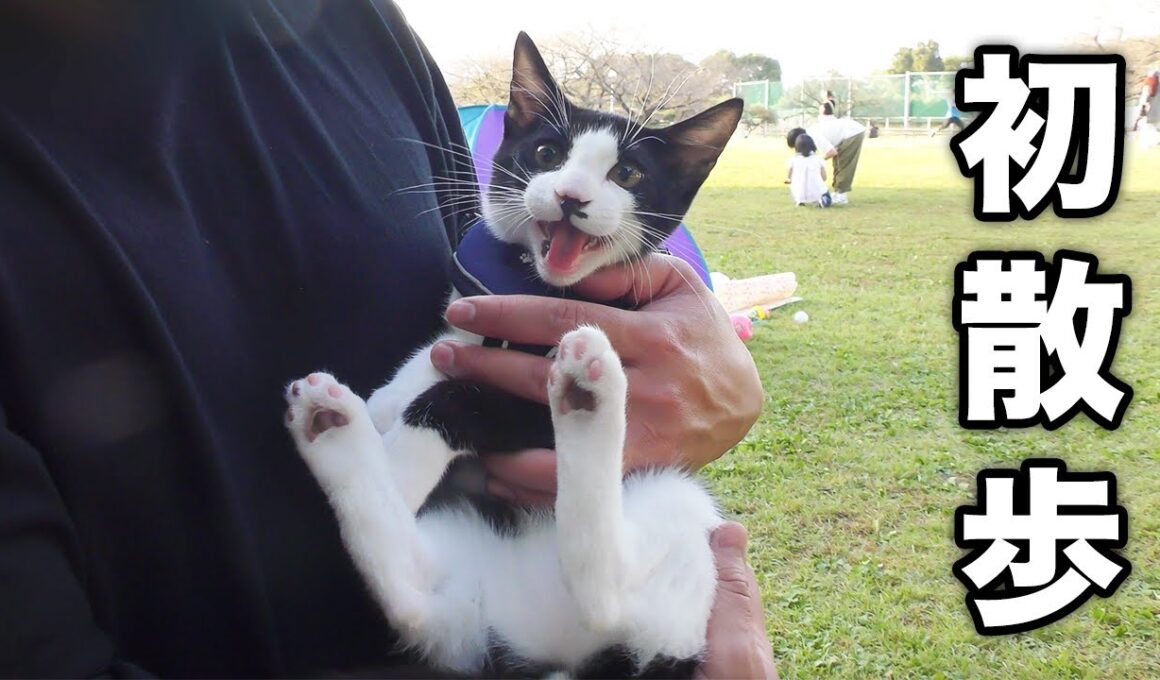 生まれて初めて公園でお散歩したら子猫がこうなっちゃいました