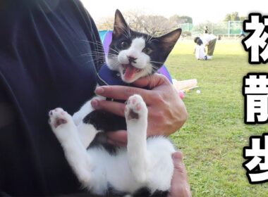 生まれて初めて公園でお散歩したら子猫がこうなっちゃいました