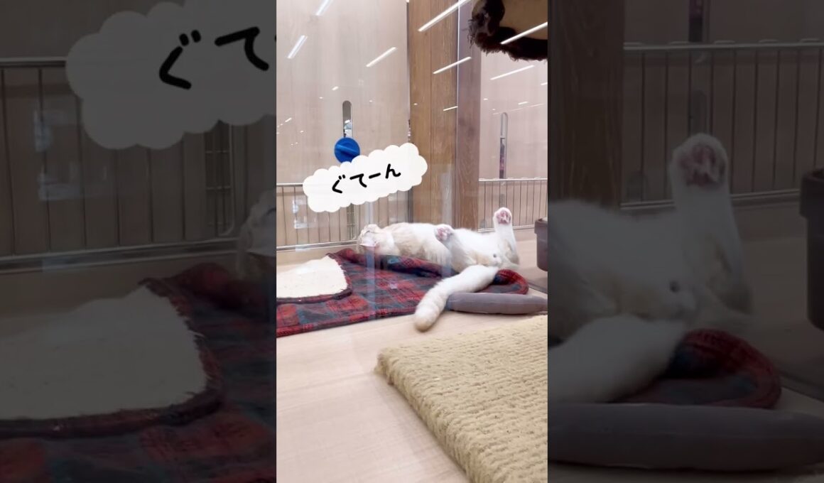 【マンチカン】お腹を出してくつろぎ中のマンチくん