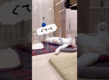 【マンチカン】お腹を出してくつろぎ中のマンチくん