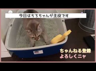 老猫パワー！またたびを与えてみた！二匹のシンガプーラの日常 #シンガプーラ　#子猫　#成猫