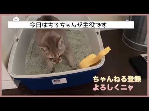 老猫パワー！またたびを与えてみた！二匹のシンガプーラの日常 #シンガプーラ　#子猫　#成猫